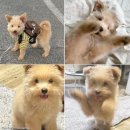 감자펫