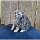 행복한강아지와고양이 이미지