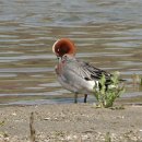 홍머리오리(Eurasian wigeon) 이미지