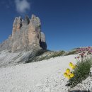 노랑고산양귀비 (Papaver rhaeticum) (영명 Rhaetian Poppy) 이미지