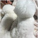 미니퍼피 이미지