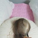 말랑말랑 이미지