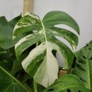 몬스테라 알보 관리 가이드 Monstera Albo Care Guide 이미지