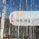 자작나무 | 인제 겨울 자작나무숲 후기