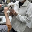 동물병원 유피 | 강아지 간암 간종양 항암치료 후기 13살 노견 항암 치료 경험