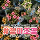 청마조경 이미지