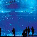 아쿠아플라넷 제주 이미지