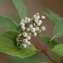 지리산큰나무 이미지