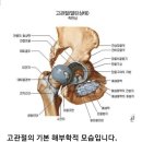 하체 수평이동과 스웨이 ㅡ 골반턴, 고관절과 대퇴골두 이미지