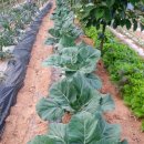 원농장1 이미지