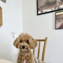 콩이네 이발소 이미지