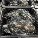 어제분 / 불금스럽게 파격 원가떨이갑니다 생물갑오징어 / 생물병어 / 생물참조기 이미지