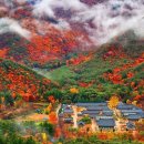 "설악산 줄 서지 말고 여기로 가세요" CNN도 극찬한 천년 사찰의 가을 풍경 이미지