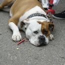 럭키 짐 이미지