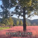 e-푸른마트 | 의령 가을 핑크뮬리 코스모스 팜파스 아스타국화 꽃놀이 명소 &#39;호국의병의 숲 친수공원&#39;