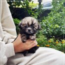 퍼피로그 강아지분양 창원점 이미지