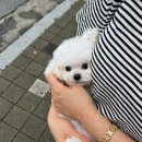 김해 강아지분양 고양이분양 도그하우스 대성점 이미지