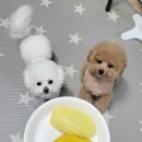 행복하개 희희멍멍 이미지