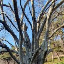 창원 인곡리 모과나무 | 창원 인곡리 모과나무