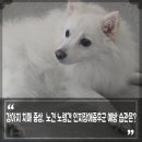 치매예방 인지케어 두뇌운동 | 강아지 치매 증상, 노견 노령견 인지장애증후군 예방 습관은?