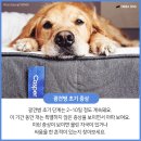 애견상식] 강아지 광견병 징후 파악 방법... 이미지