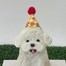 댕글로리 이미지