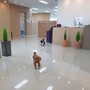 르노삼성자동차김해점 이미지