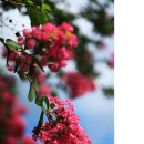 백일홍(百日紅), 백일 동안 붉은 꽃을 피우는 배롱나무/ 한국의 화목(花木) 이미지