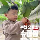 보련농장 | 부천 딸기농장 슈퍼팜 , 아기와 나들이 체험 후기 및 수퍼팜 예약방법
