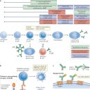 Autoantibodies in neurological disease 이미지