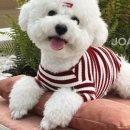 조아조아 이미지