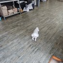 더멍102 | [제부도] 제부도 애견 펜션 더멍102 내돈내산 후기/제부도 조개마당 애견동반 식당