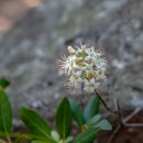 꼬리진달래(Rhododendron micranthum Turcz.) 이미지