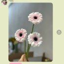 [부평구청역 꽃집🌷] 수풀림 내돈내산 후기