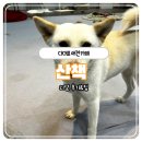 카페산책 | [부산 다대포] 다대포 애견 카페 산책 다녀온 후기