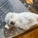 드림독 강아지분양 안심분양센터 김포점 이미지