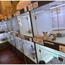 도그마루 동물병원 이미지