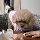 라피에나 이미지