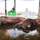 한치로1 이미지