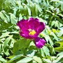 저무는 꽃잎 .... Red peony flower(HD1080p) - Tami Briggs 하프연주 이미지