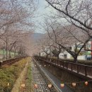 평지교 | 진해 벚꽃 명소 여좌천 로망스다리에서의 낭만적인 산책