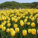 튤립 이미지