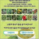 자연헤나