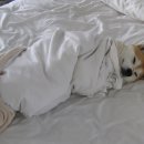 뭉실뭉실 이미지