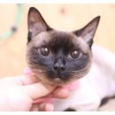 퍼피앤캣 이미지