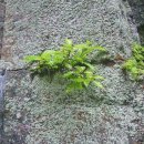 솔돌민박 이미지