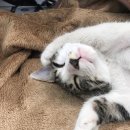 바라봄동물병원 이미지