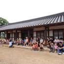 노거수 은행나무 축제의 속삭임 이미지