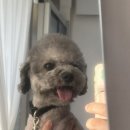 베베숑 이미지