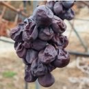 목화스마일 이미지